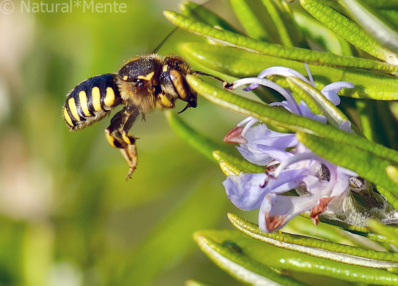 abeja4b-2d130d7.jpg