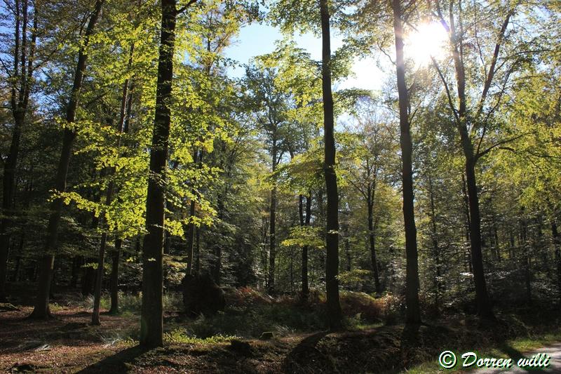 promenade sur les fagnes et alentours ( jalhay ) le 16-oct-2011 Dpp_jalhay---16-o...1---0001-2dd6b35