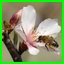 http://img72.xooimage.com/files/f/9/5/snntt-2d4f8ac.jpg